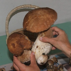 I funghi di Fontanarossa 
