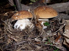 Funghi porcini