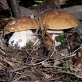 Funghi porcini