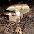 Funghi porcini