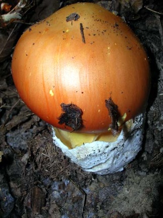 Ovulo (Ammanita cesarea)