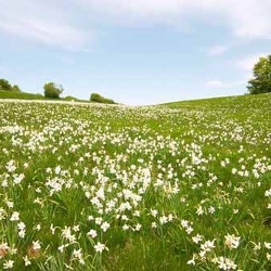 La fioritura dei narcisi sul monte della Cavalla