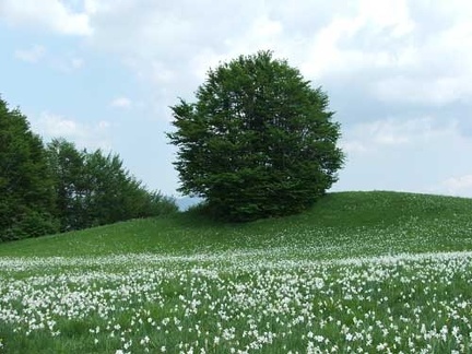 Fioritura dei narcisi sul monte della Cavalla