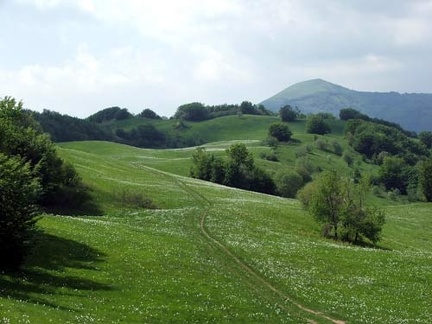 Fioritura dei narcisi sul monte della Cavalla  