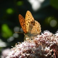 natura_e_paesaggio_4_20110909_1629739231.jpg