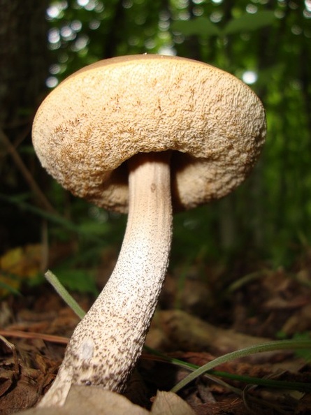 Funghi