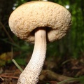 Funghi