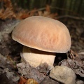 Funghi