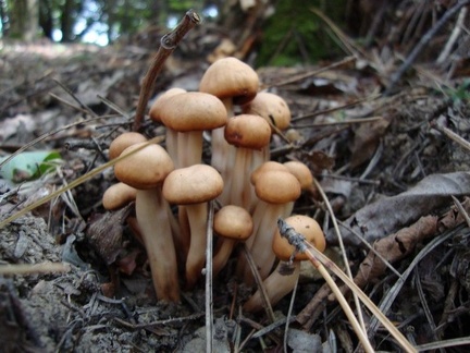 Funghi