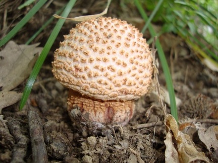 Funghi