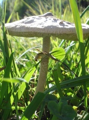 Funghi