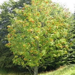 Fiori e piante