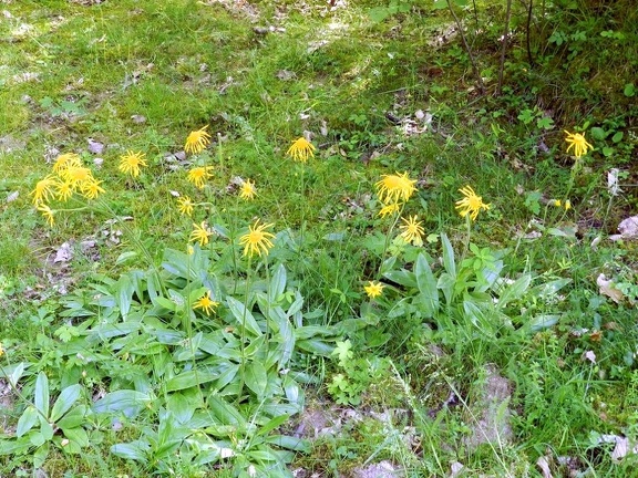 Arnica