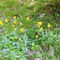 Arnica