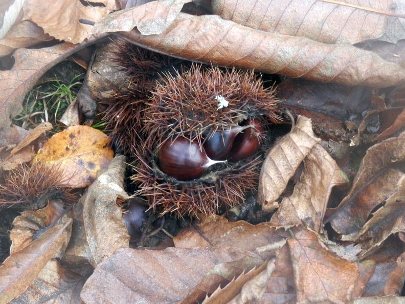 Le ultime castagne.jpg