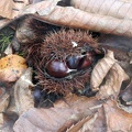 Le ultime castagne