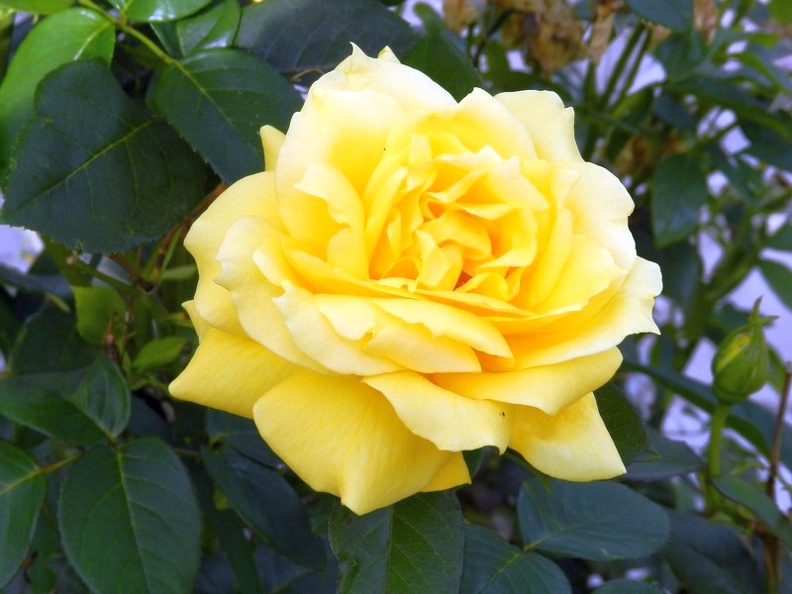 Rosa gialla.jpg