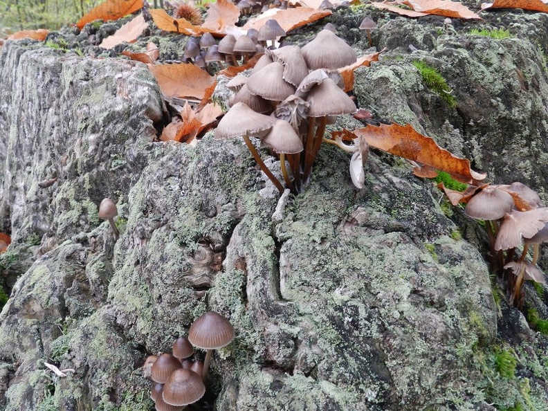 Funghi