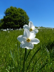 Fioritura dei narcisi al Pian della Cavalla