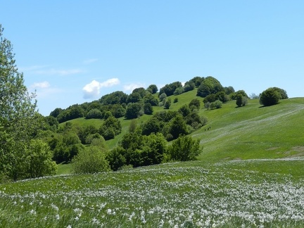 Fioritura dei narcisi al Pian della Cavalla