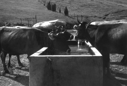 Mucche alla vasca di via Piana