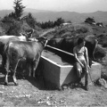Mucche alla vasca di via Piana