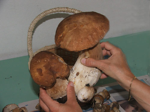 Funghi porcini