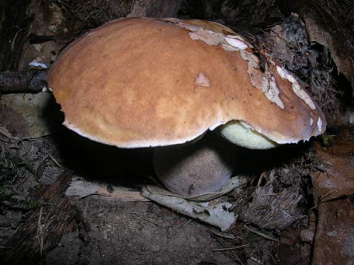 funghi_20090518_1420017309.jpg