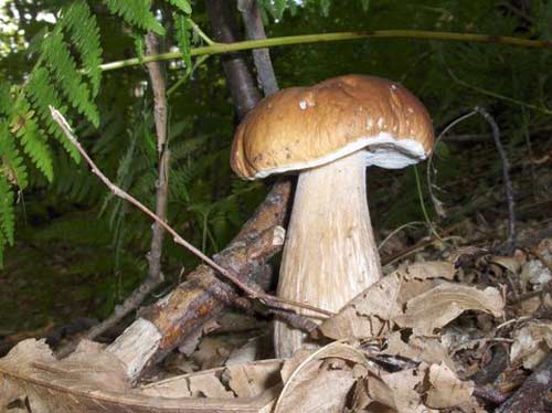 funghi_20090518_1791071372.jpg