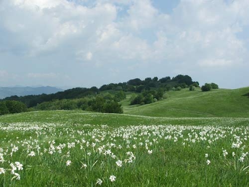 Fioritura dei narcisi sul monte della Cavalla - narcisi_sul_monte_della_cavalla_20090521_1709742463.jpg narcisi_sul_monte_della_cavalla_20090521_1709742463.jpg