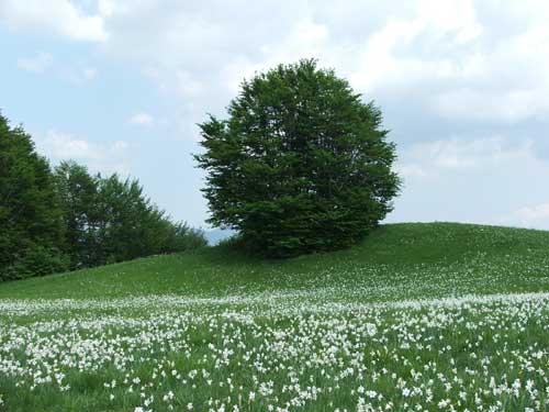 narcisi_sul_monte_della_cavalla_20090521_2058317862.jpg