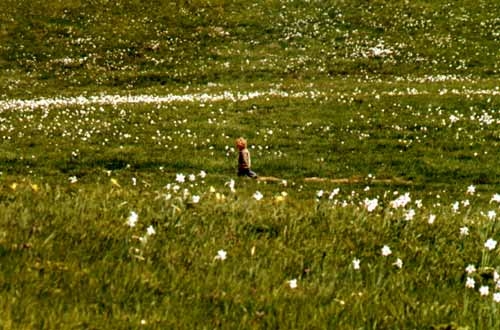Fioritura dei narcisi sul monte della Cavalla - narcisi_sul_monte_della_cavalla_20090521_2083033064.jpg narcisi_sul_monte_della_cavalla_20090521_2083033064.jpg