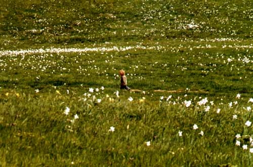 narcisi_sul_monte_della_cavalla_20090521_2083033064.jpg