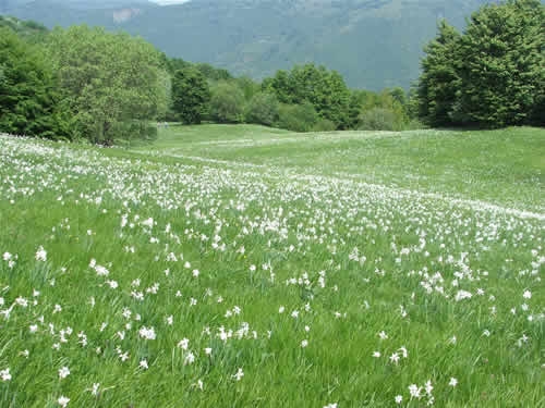 Fioritura dei narcisi sul monte della Cavalla