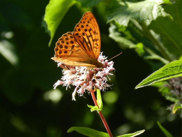 natura_e_paesaggio_3_20110909_1138121336.jpg