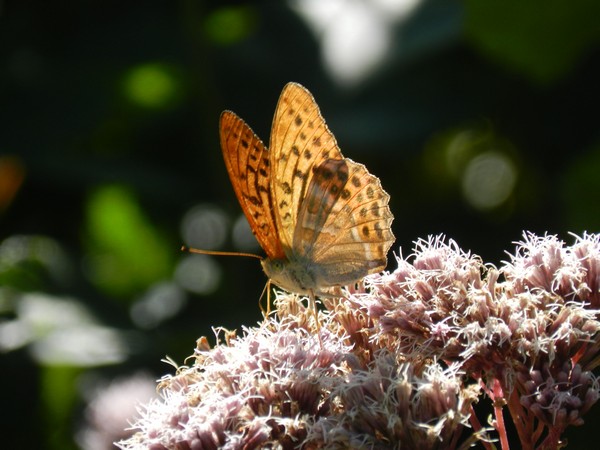 natura_e_paesaggio_4_20110909_1629739231.jpg