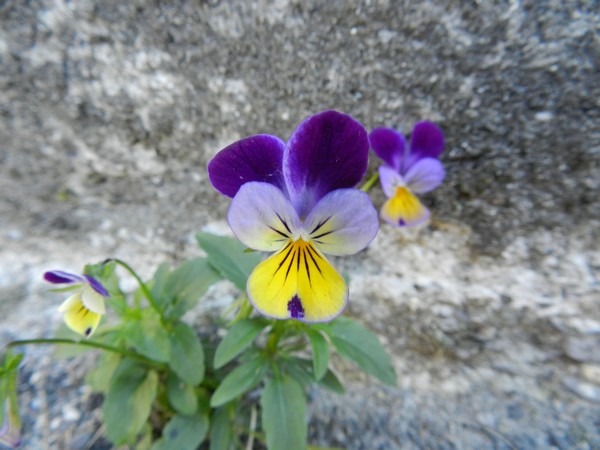 natura_e_paesaggio_5_20110909_1731502180.jpg