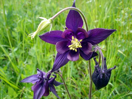 Aquilegia