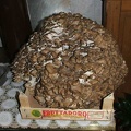 Enorme Barbiscin di 8 Kg