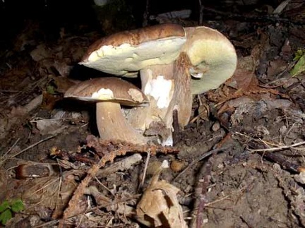 Funghi porcini