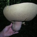 Fungo porcino di 0,984 Kg