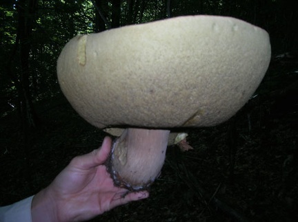 Fungo porcino di 0,984 Kg