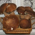 Funghi porcini
