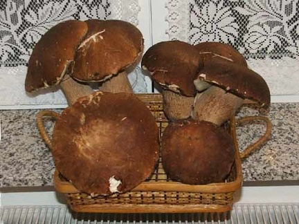 Funghi porcini