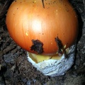 Ovulo (Ammanita cesarea)