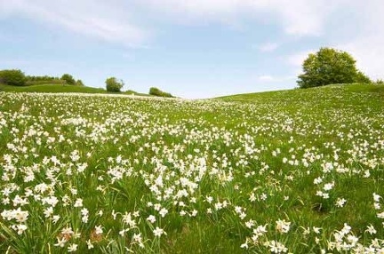 Fioritura dei narcisi sul monte della Cavalla
