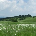 Fioritura dei narcisi sul monte della Cavalla