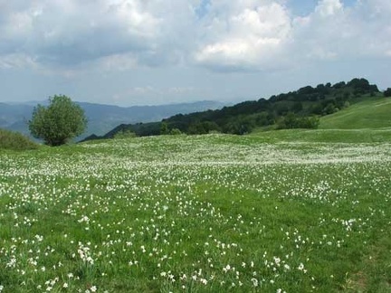 Fioritura dei narcisi sul monte della Cavalla