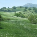 Fioritura dei narcisi sul monte della Cavalla