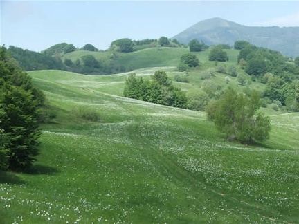 Fioritura dei narcisi sul monte della Cavalla